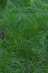 Low woodland sedge